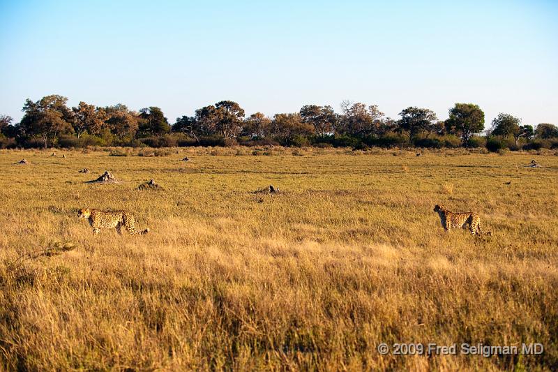 20090618_074611 D3 X1.jpg - Cheetah at Selinda Spillway (Hunda Island) Botswana